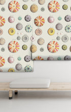 Cargar imagen en el visor de la galería, Erizos