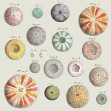 Cargar imagen en el visor de la galería, Erizos